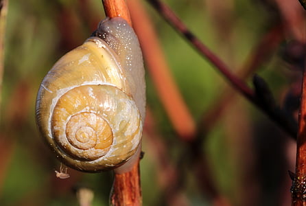 shell, snail, garden bänderschnecke, cepaea hortensis, snail shell, drawn together, mollusk