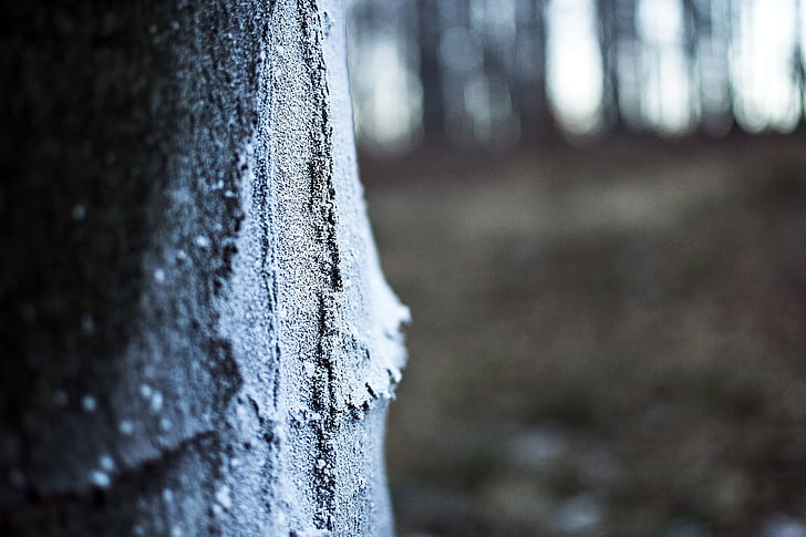 tree, snow, nature, slovakia, cold, bark, tribe