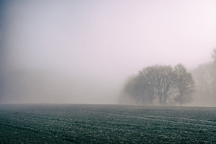 zelená, pole, mlha, Foto, strom, pole, zemědělství