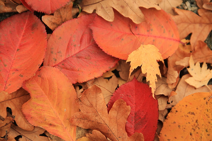 jesień, liść, upadek, Natura, żółty, czerwony, sezon