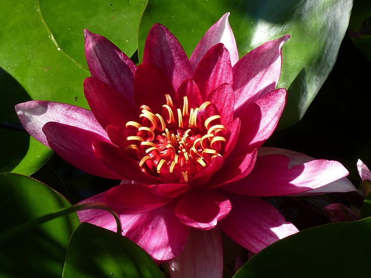 nuphar lutea, summer, garden pond, blossom, bloom