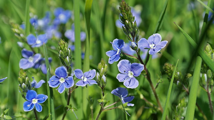 Blume, Blau, Wiese, Wiese Blumen Feldblume, Anlage, Flora, Natur