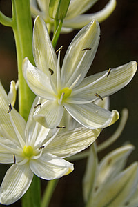 prairie lily, white, flower, white flower, plant, blossom, bloom