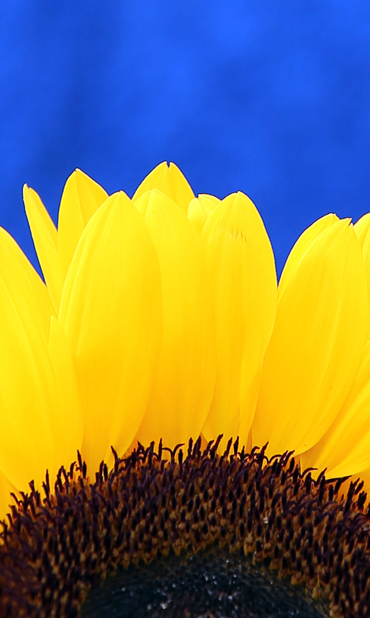 Sun flower, Blossom, Bloom, Stäng, gul, blå, sommar