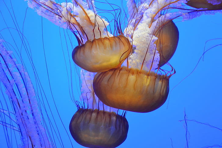 laut, bawah air, ubur-ubur, jellyfishes, akuarium, kehidupan laut, renang