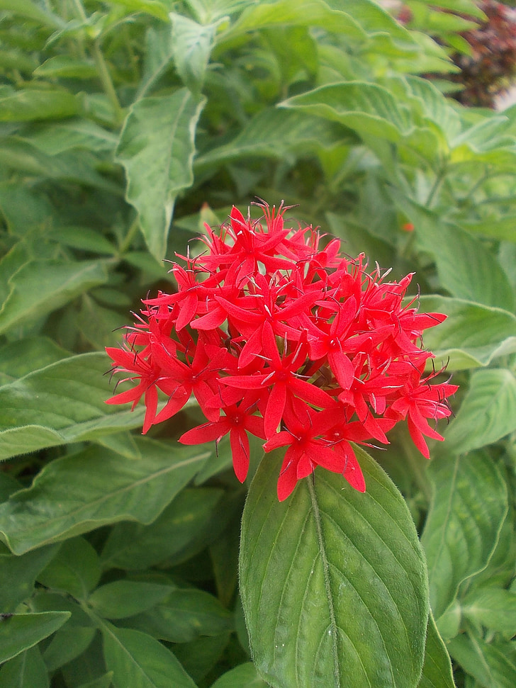 Sri, Lanka, Peradeniya, trädgård, röd blomma, blomma