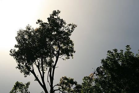 arbre, d'alçada, verd, cel, gris, resplendor, sol