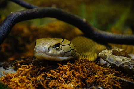 serpiente, serpiente venenosa, Parque zoológico, escala, cabeza de serpiente, reptil
