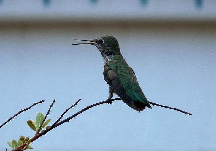 green, blue, hummingbird, perched, tree, branch, bird