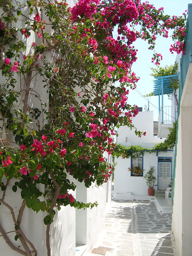 Grécia, Cyclades, Lane, férias, viagens, Laurier, Turismo