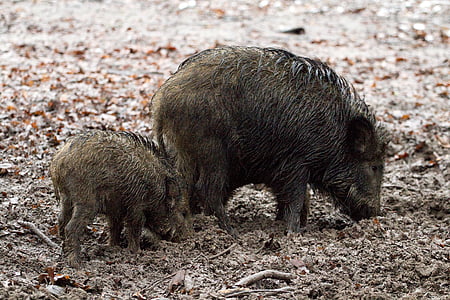 야생 boars, 동물, 야생, 숲, 야생 멧돼지, 돼지, 동물