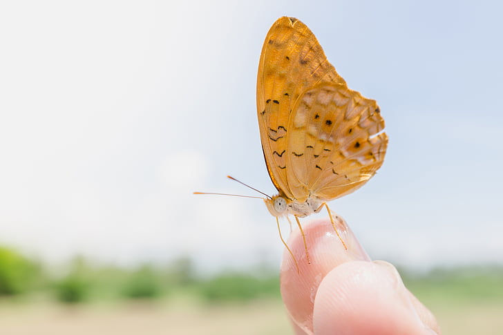 butterfly, up close, brown, wings, insects, finger, hands