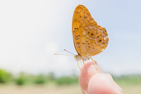 Motyl, z bliska, brązowy, skrzydła, owady, palec, ręce