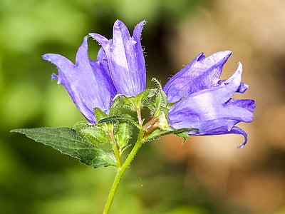 Bellflower, flor, flor, flor, planta, natura, close-up