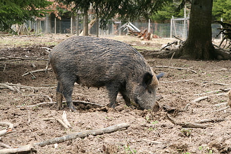 boar, sow, animal, deer park, wild animal, pig, bache