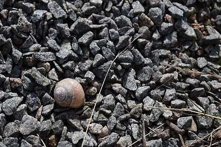 slug, seashell, bugs, garden snail, summer, spring, gravel