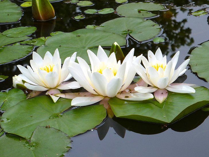 water lilies, white, pond