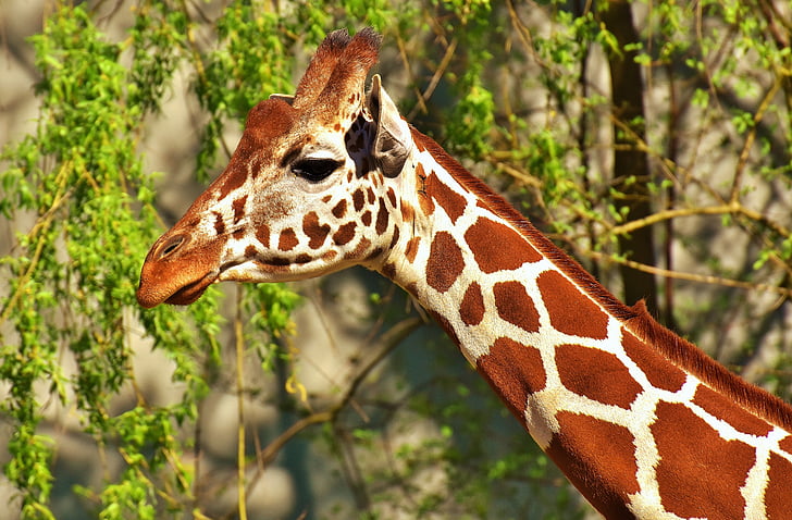 giraffa, animale selvatico, macchie, strambata lungo, animali, Africa, Zoo di