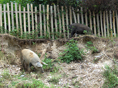 cerdos, aldea, cerca de, tierras de labrantío, Rumania