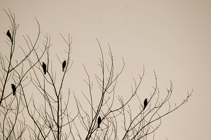 flock, short, beak, birds, leaf, less, tree