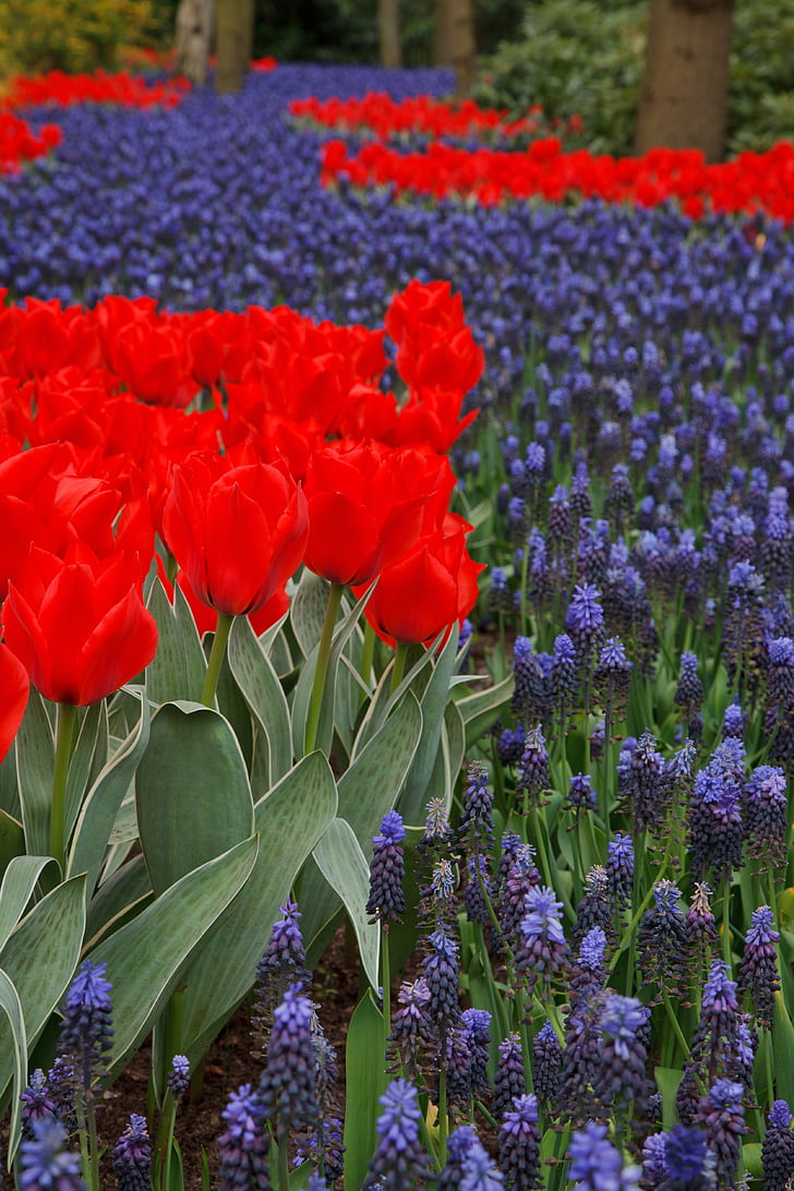 Tulip, Красивий, цвітіння, квітучі, синій, нідерландська, поле