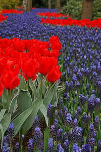tulip, beautiful, bloom, blooming, blue, dutch, field