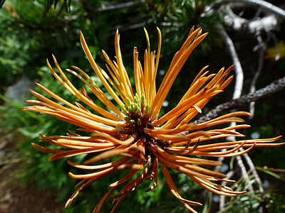 Pinus mugo, motor, foliació, créixer, Pinus mugo, Pi, agulles