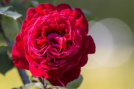 Rosa, cvet, pomlad, Rose - cvet, narave, rastlin, Latica