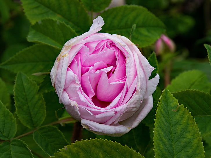 історичні, Троянда, Мавзолей пані, Edouard ory, квіти, рожевий, цвітіння