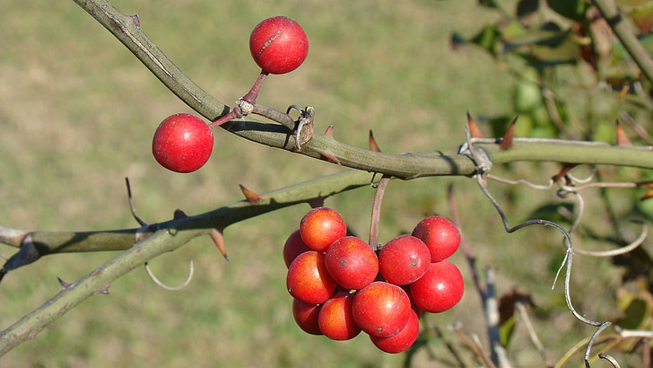 Berry, plantas, rojo, naturaleza