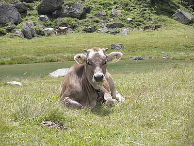 母牛, 瑞士, 高山, 动物, 草甸, 山脉, 草