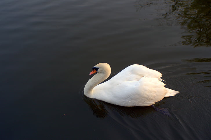Swan, näbb, chefen för den, öga, närbild, fågel, vatten