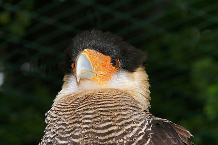 caracara, bird, head, bill, portrait, plumage, vulture hawk