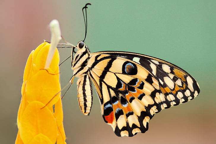 borboleta, Mariposa, inseto, macro, close-up, néctar, pólen