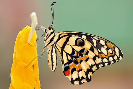 mariposa, polilla de la, insectos, macro, cierre para arriba, néctar de, polen
