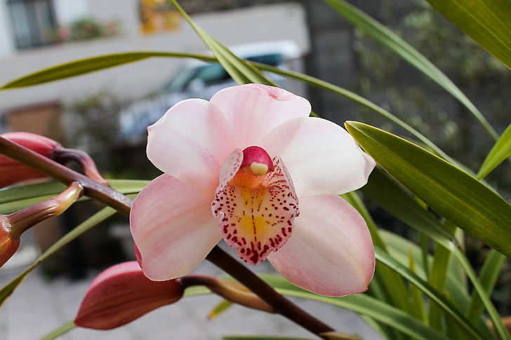 орхидея, розово, цветя, бяло, природата, растителна, цвете