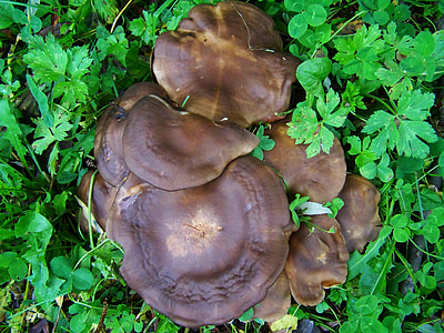 cogumelo marrom, grupo de cogumelo, natureza