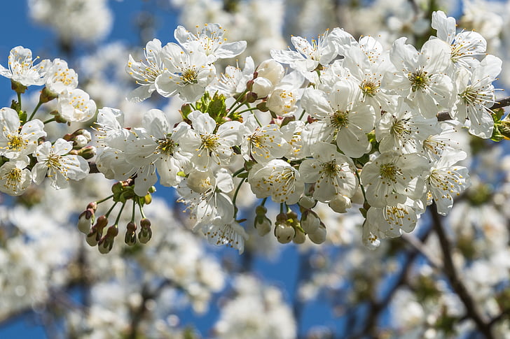 žydinčios japoniškos sakuros, balta, balti žiedai, medis, vyšnia, žydėti, pavasarį