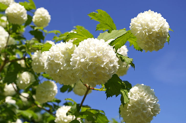 Snow ball, Bush, biały, kwiat, Bloom, rozmyte Śnieżki, wiosna
