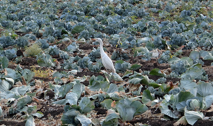 kapusta, pole, po zbere úrody, zvyškový, dobytok egret, India