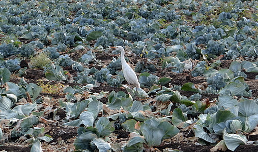 bắp cải, lĩnh vực, sau thu hoạch, dư, gia súc egret, Ấn Độ