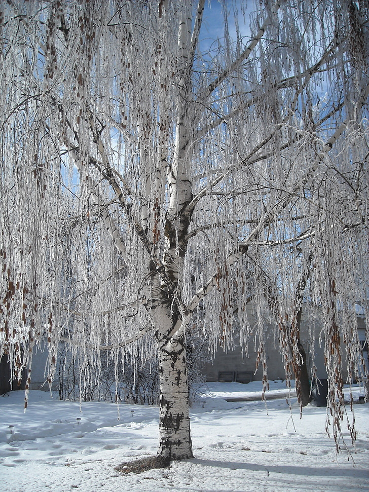 LED, Zimní strom, krajina, Příroda, strom, ledové, sníh