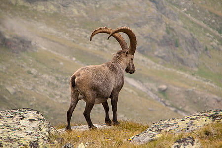Козирог, алпийски, диво животно, дива природа фотография, снимки на животни, едно животно, животните дивата природа