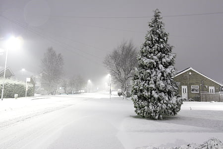 snow, cold, winter, storm, tree, road, lights