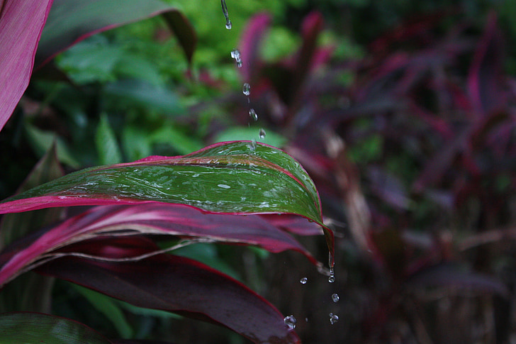 plant, water droplets, still life