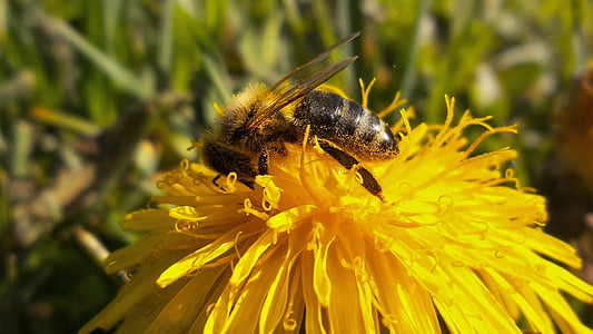 lebah, bekerja keras, pameliška, bunga, kuning, Dandelion, makro