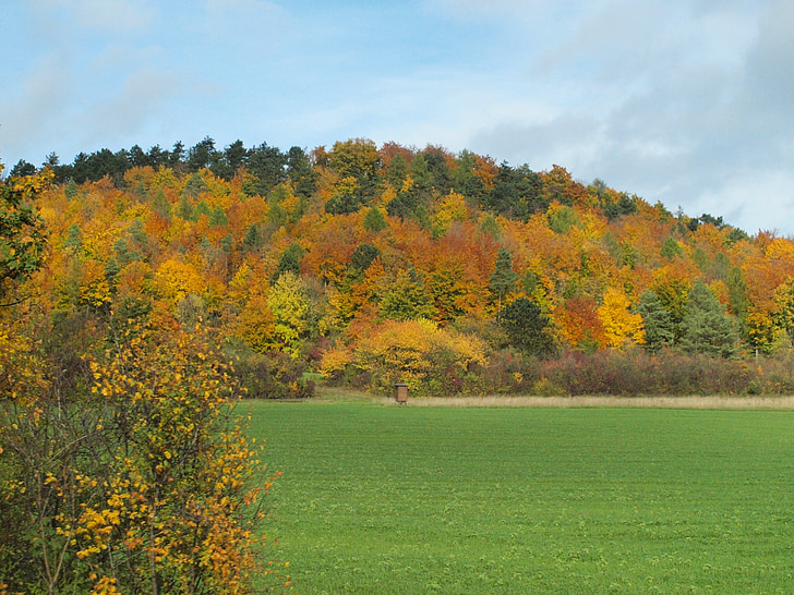 høst, fargerike, gyldne høsten, fallet løvverk, høsten skog, skogkledde, farger høsten