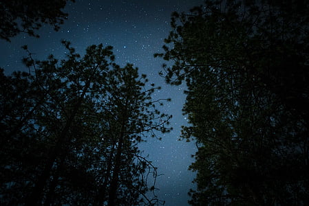 žalia, aukštas, medžiai, naktį, laikas, tamsus, žvaigždės