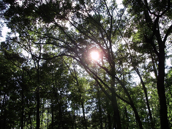solen, skinne, bøjet, træer, Woods, dag