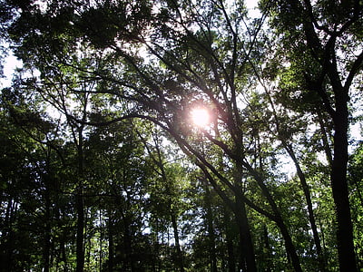 太陽, 輝き, 曲がっています。, 木, 森の中, 日